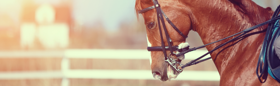 FENILBUTAZONA 20% INYECTABLE              Antiinflamatorio Analgésico Antipirético